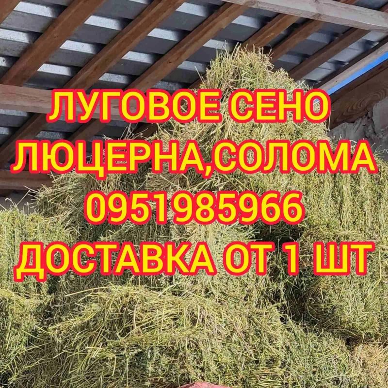 ‼️Сено С  ДОСТАВКОЙ от 1 шт (сіно) в тюках мешках (люцерны и др виды. Большие объёмы. Для лошадей, КРС, коз, овец. — фото 2