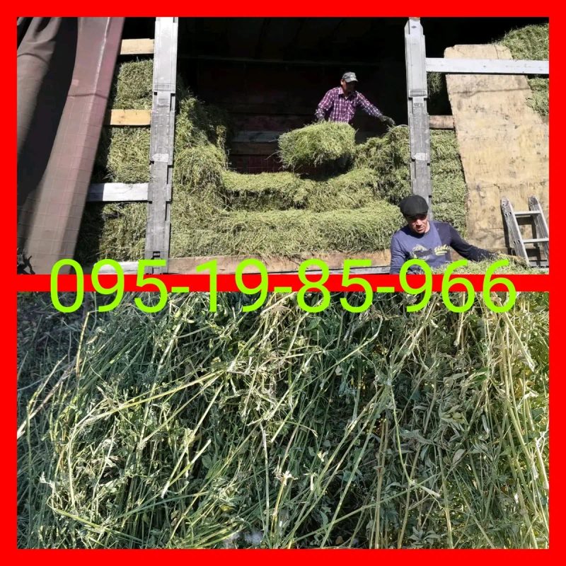 ‼️Сено С  ДОСТАВКОЙ от 1 шт (сіно) в тюках мешках (люцерны и др виды. Большие объёмы. Для лошадей, КРС, коз, овец. — фото 3