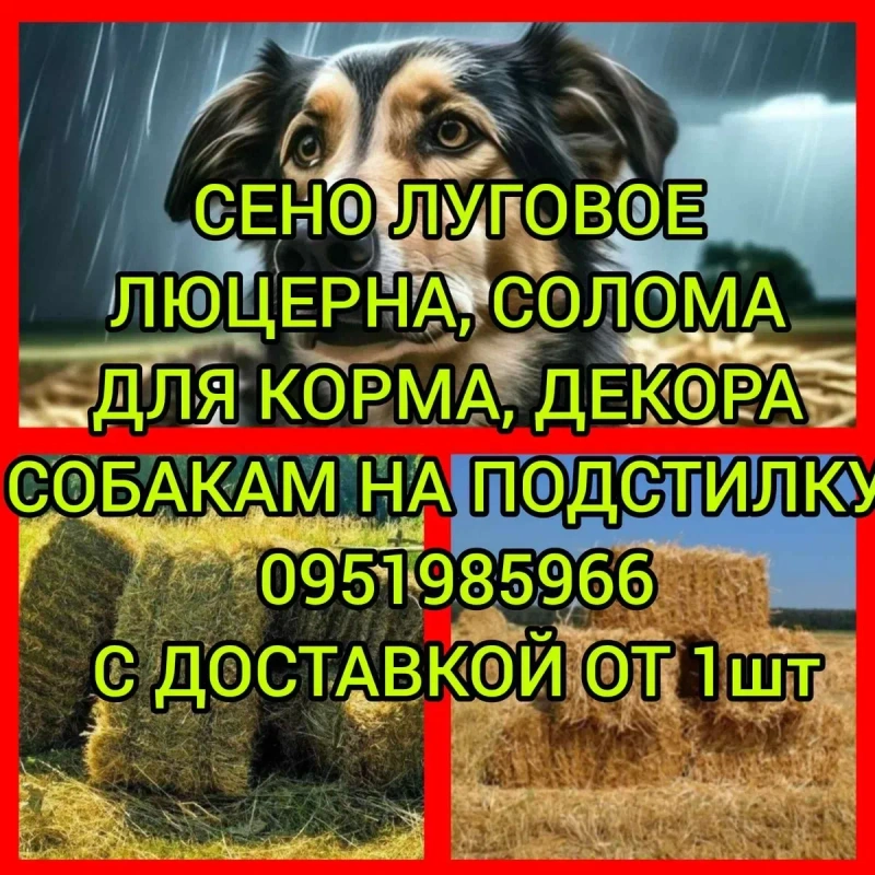 ‼️СЕНО С ДОСТАВКОЙ от 1 шт  в тюках мешках, сіно горное. Большие объёмы‼️ — фото 3