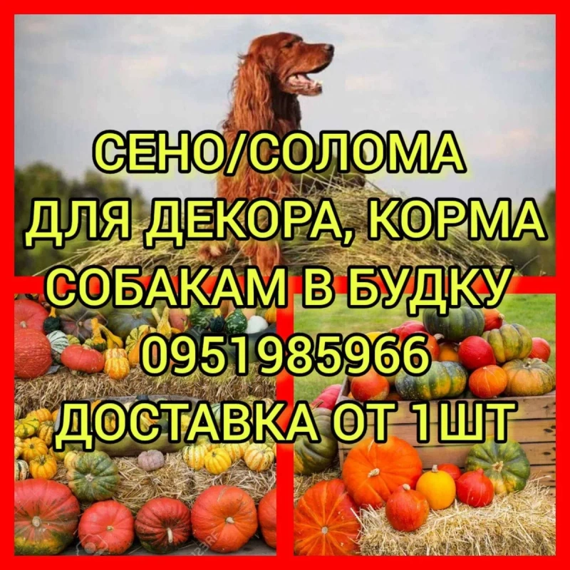 ‼️СІНО ДЕКОР КОРМ З ДОСТАВКОЮ від 1 штуки в тюках мішках, сено лісове. Для подстилки, мульчи. — фото 2
