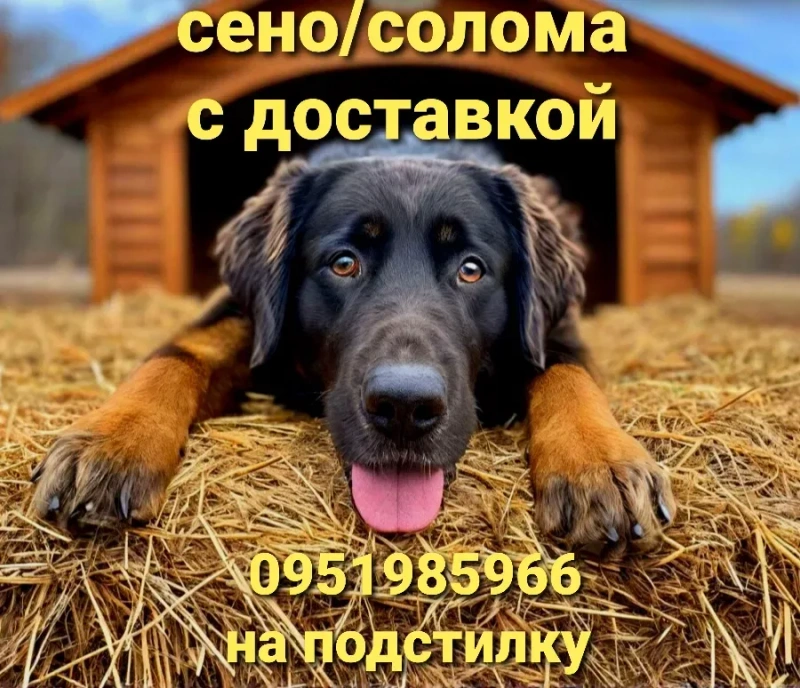‼️СІНО ДЕКОР КОРМ З ДОСТАВКОЮ від 1 штуки в тюках мішках, сено лісове. Для подстилки, мульчи. — фото 3