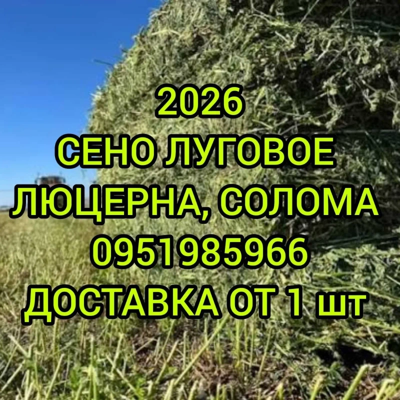 ‼️СІНО З ДОСТАВКОЮ от 1 шт, сено в тюках мешках (пырей). Большие объёмы. Отличное качество. — фото 2