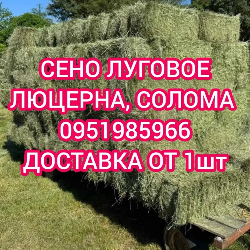 ‼️СІНО З ДОСТАВКОЮ от 1 шт, сено в тюках мешках (пырей). Большие объёмы. Отличное качество. — фото 3