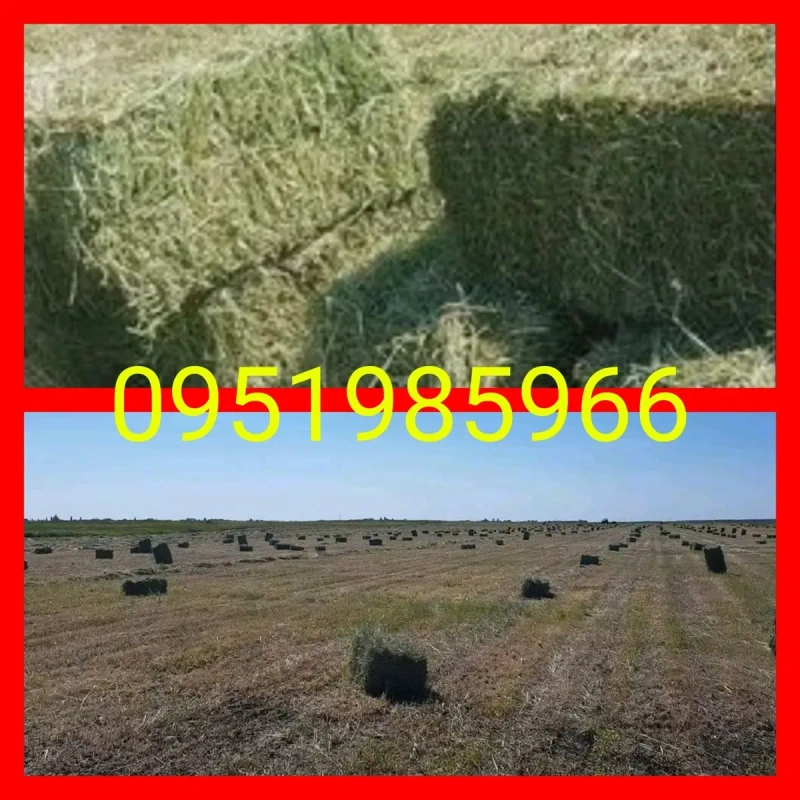 ‼️СІНО З ДОСТАВКОЮ от 1 шт, сено в тюках мешках (пырей). Большие объёмы. Отличное качество. — фото 4