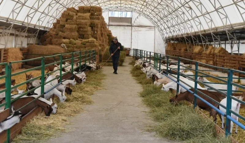 ‼️СІНО З ДОСТАВКОЮ от 1 шт, сено в тюках мешках (пырей). Большие объёмы. Отличное качество. — фото 6