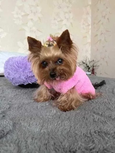 Свитер на сфинкса, собаку плюшевый свитер для собак, кошек,котов,котят