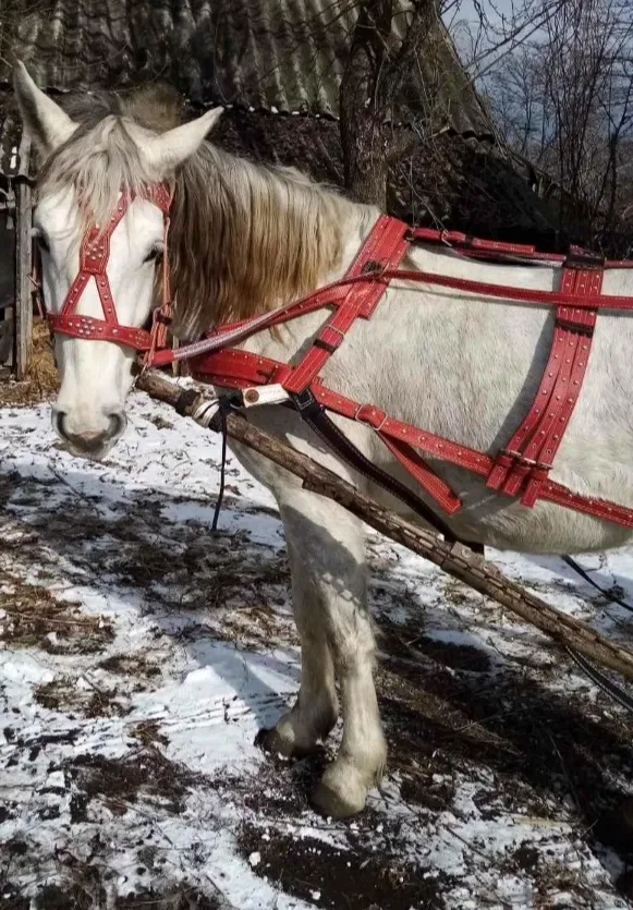 Упряж шлея, наритник, уздечка, вуздечка, ліци. — фото 3