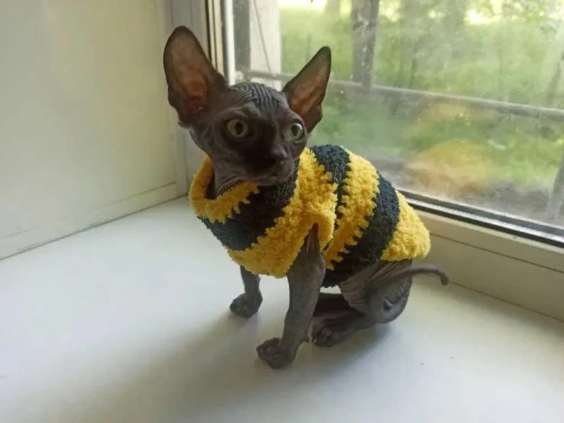 Жилеты, свитера, кофты для собак, кошек, котят. Одежда на сфинкса — фото 2