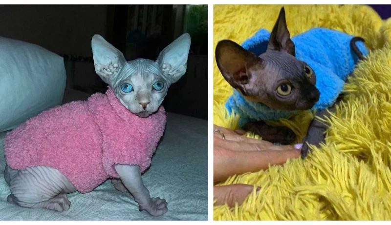 Жилеты, свитера, кофты для собак, кошек, котят. Одежда на сфинкса — фото 6