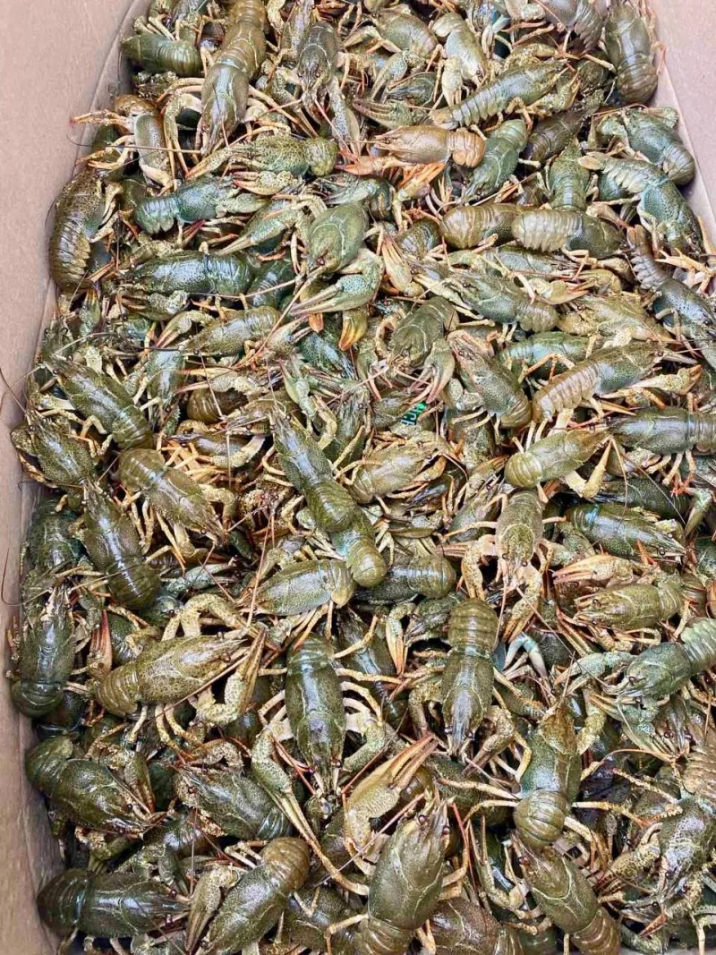 Продаж Живих Раків