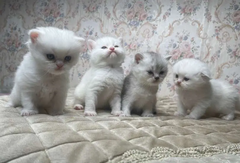 Милі кошенята шукають новий дім