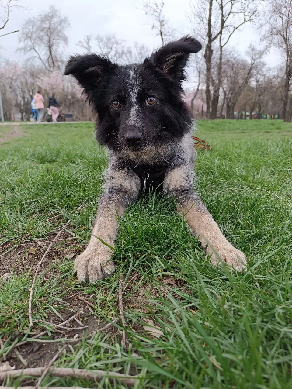 Найкраща собака, шукає кращу родину