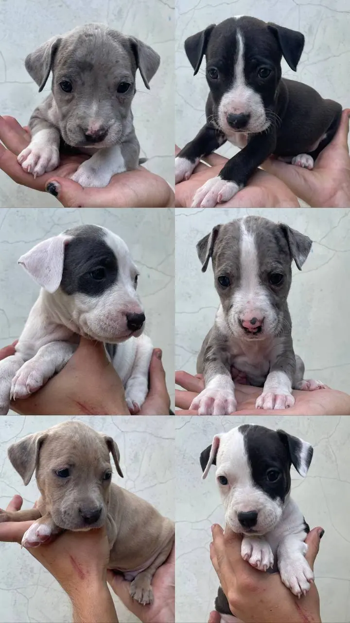 Щенки Американского Стаффордширского Терьера