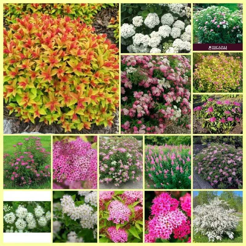 Саджанці спіреї сортової (Spiraea) морозостійка для живоплоту