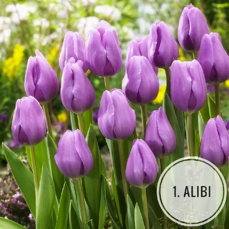 Цибулини тюльпанів сортові (Alibi, Columbus, Gabriella) та мікс