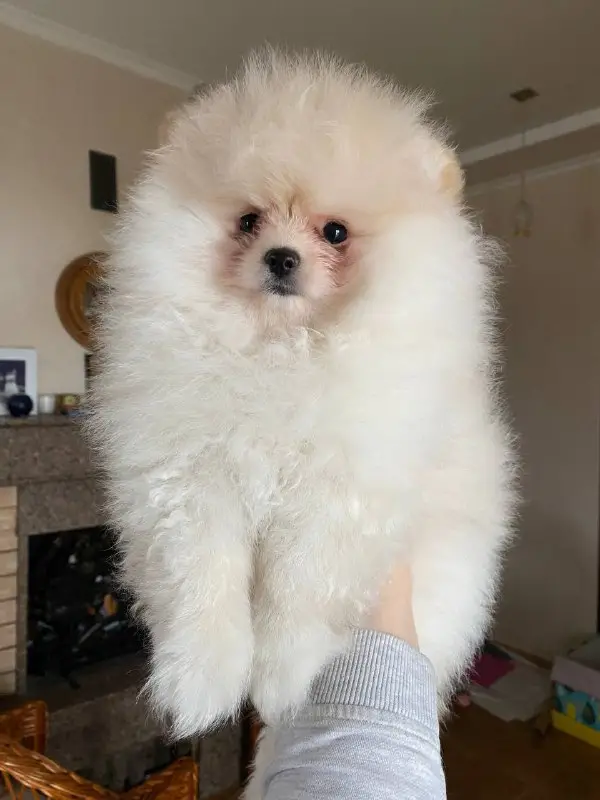 Померанський шпіц тип ведмедик, колір крем, кобель