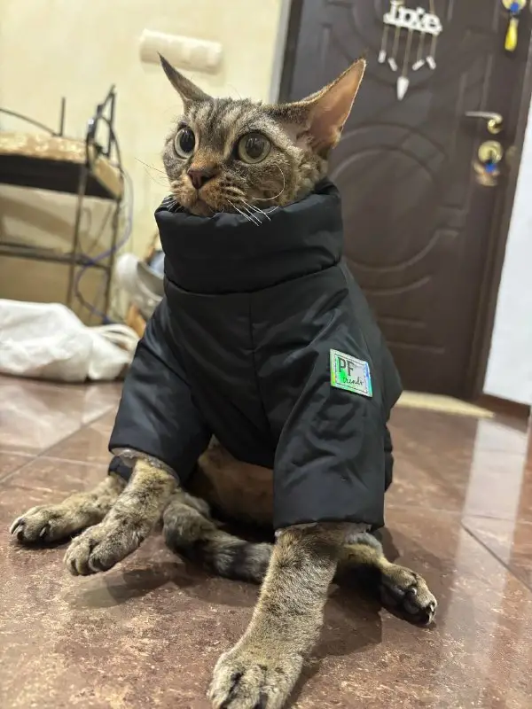 Комбінезон для котів та собак PF Trends XS Чорний