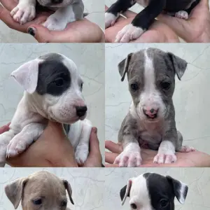 Щенки Американского Стаффордширского Терьера