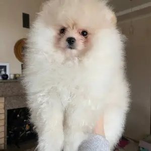 Померанський шпіц тип ведмедик, колір крем, кобель