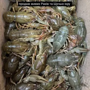 Живі раки свіжі та Щуча ікра натуральна без домішок